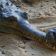 Illustration for article titled Sunday Crocodilian - Gavialis gangeticus Edition